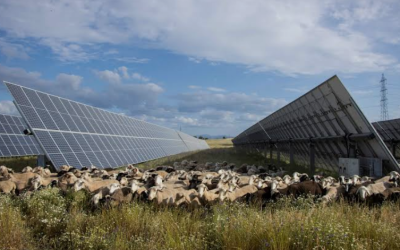 Le décret du 8 avril 2024 encadrant l’agrivoltaïsme et les installations agricompatibles validé et précisé par le Conseil d’Etat