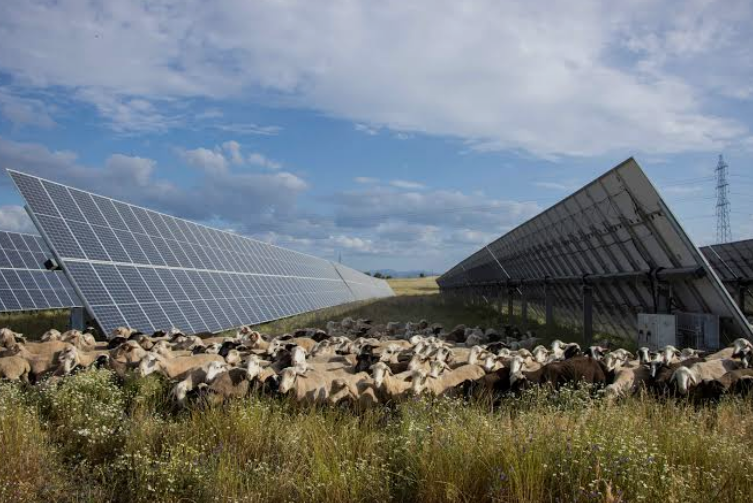Le décret du 8 avril 2024 encadrant l’agrivoltaïsme et les installations agricompatibles validé et précisé par le Conseil d’Etat
